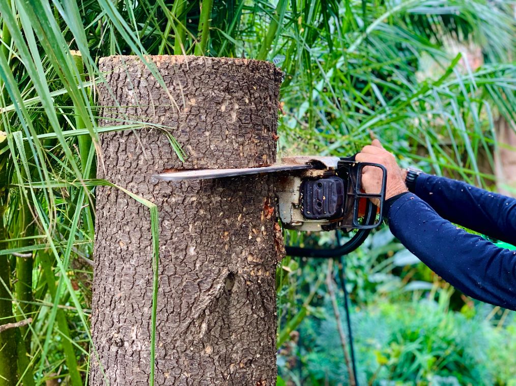 Bayview Stump removals cutting down a tree Works were conducted by stump removals bayside