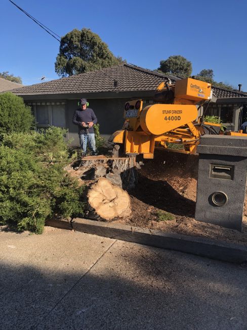 Photo of a tree loppLarge yellow stump grinder being used to remove stumps in Mentone Baysideer from Bayview Stump Removals cutting down a tree for stump removals melbourne